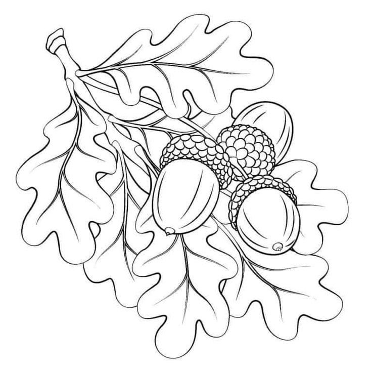 Дубовая ветка с желудем раскраски для детей