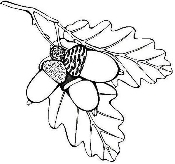 Желудь раскраска для детей