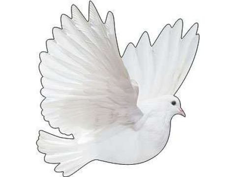 Голуби для детского сада