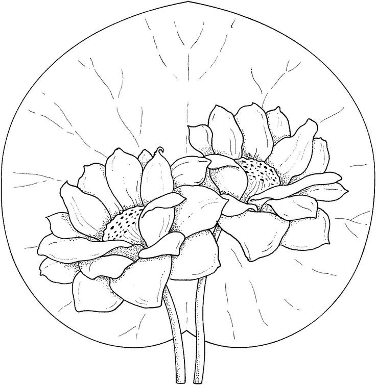 Контуры цветов для рисования