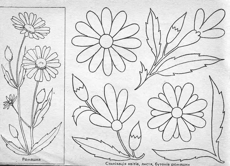 Цветы шаблон для аппликации