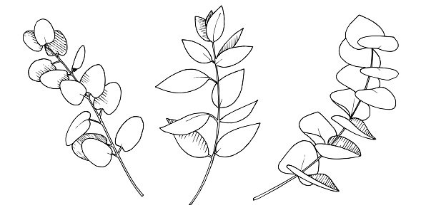 Веточка эвкалипта контур