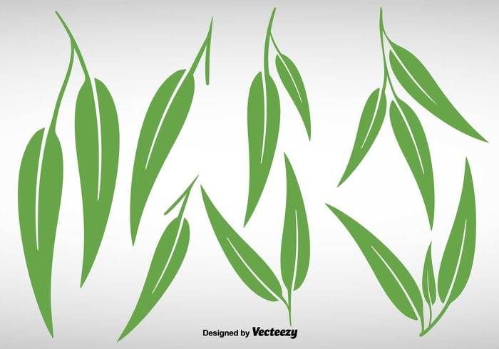 Эвкалипт лист