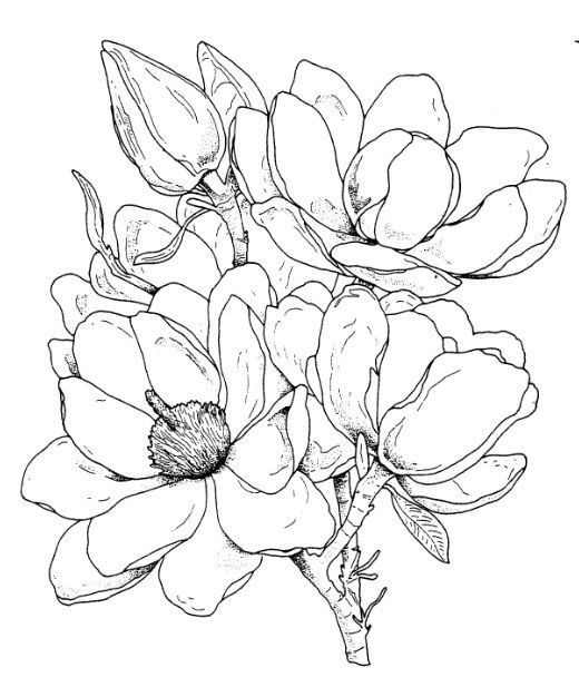 Рисунки для срисовки цветы