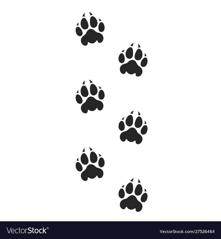 Отпечаток лапки тигра