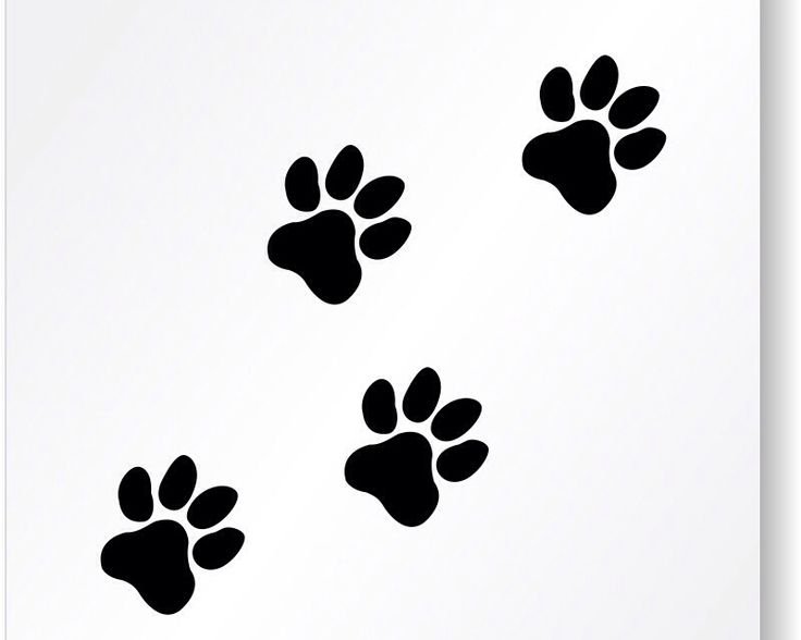 Лапа силуэт