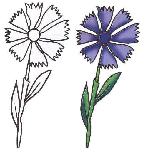Рисунок василька
