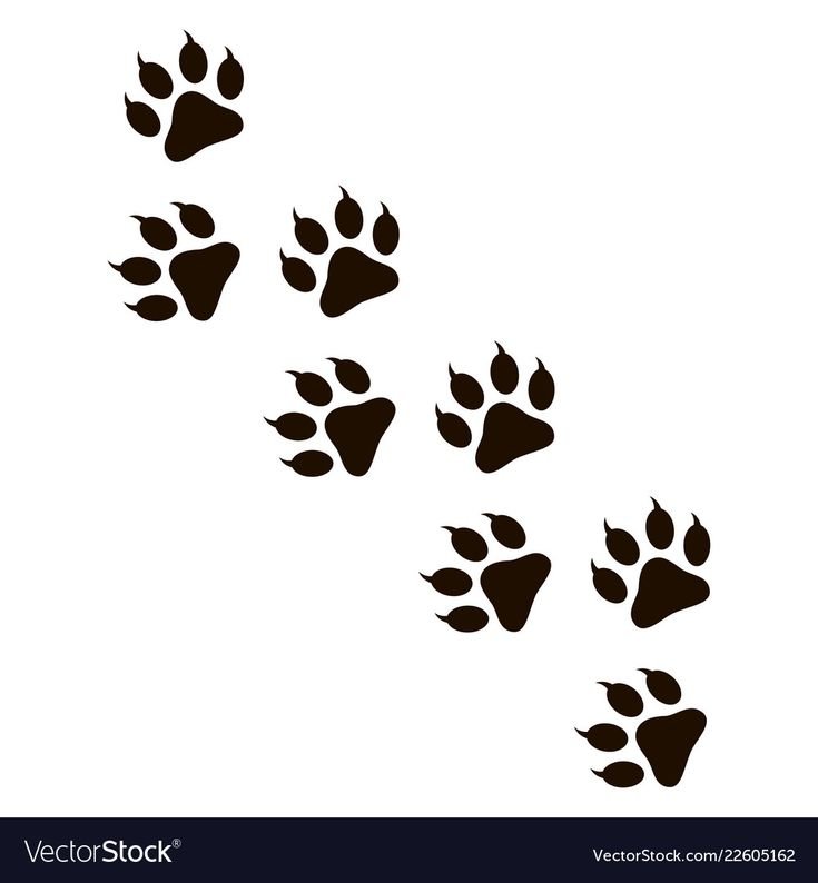 Тигровый след