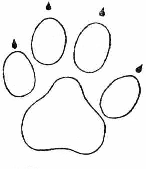 След волка контур