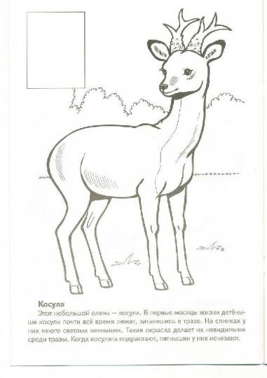 Животные красной книги России раскраска