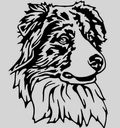 Аусси австралийская овчарка