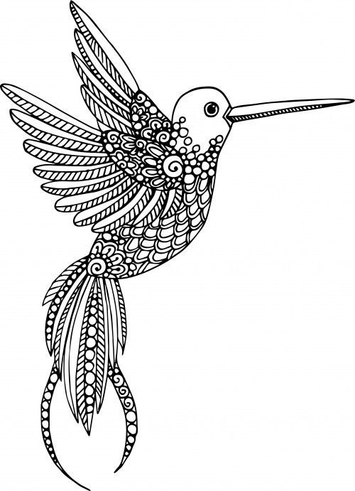 Птица Колибри раскраска