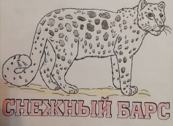 Животные из красной книги для детей