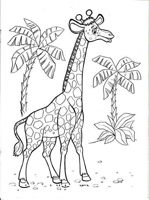 Жираф раскраска для детей