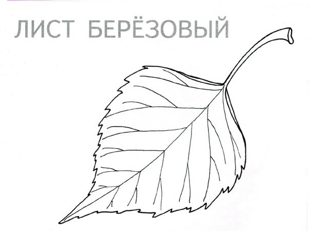 Лист березы раскраска