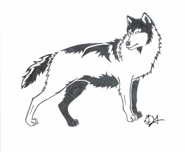 Векторное изображение волка