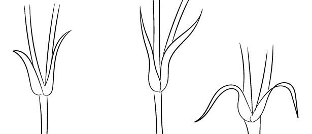 Стебельки для гвоздики шаблон