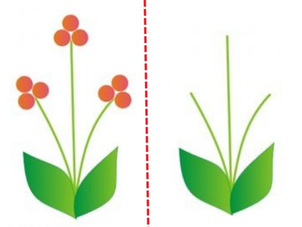 Пальчиковое рисование цветы