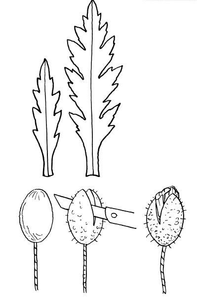 Листья мака шаблоны для вырезания