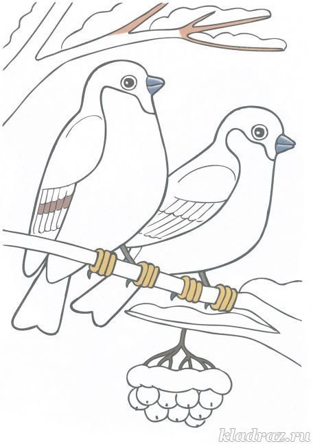 Снегирь раскраска