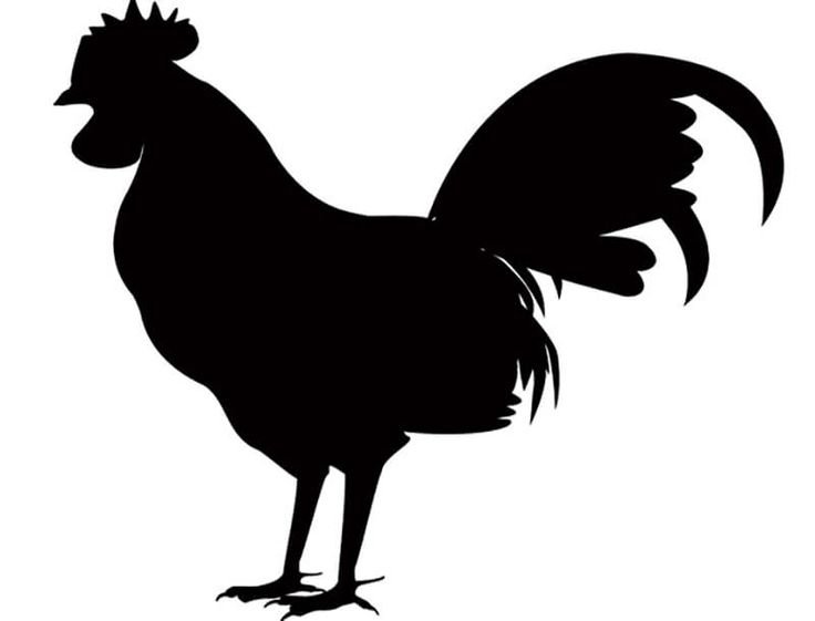 Наклейка петух