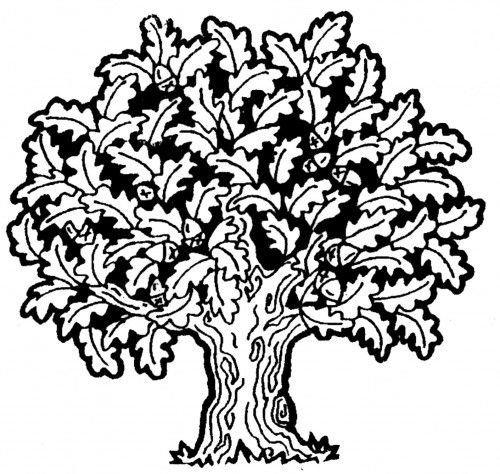 Дуб раскраска для детей