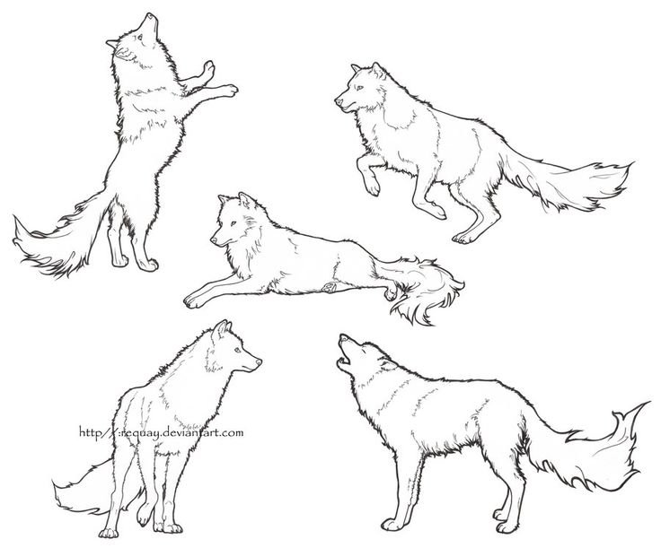 Рисунок волка карандашом для срисовки