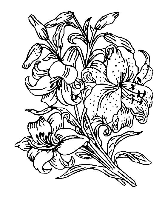 Лилии для выжигания