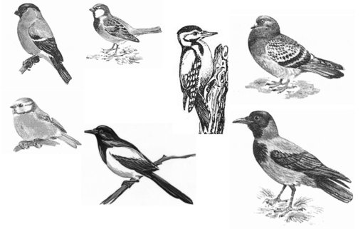 Воробей сорока зимующие птицы