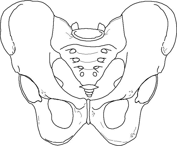 Тазовая кость схематически