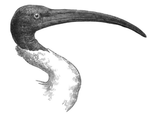 Threskiornis Bernieri