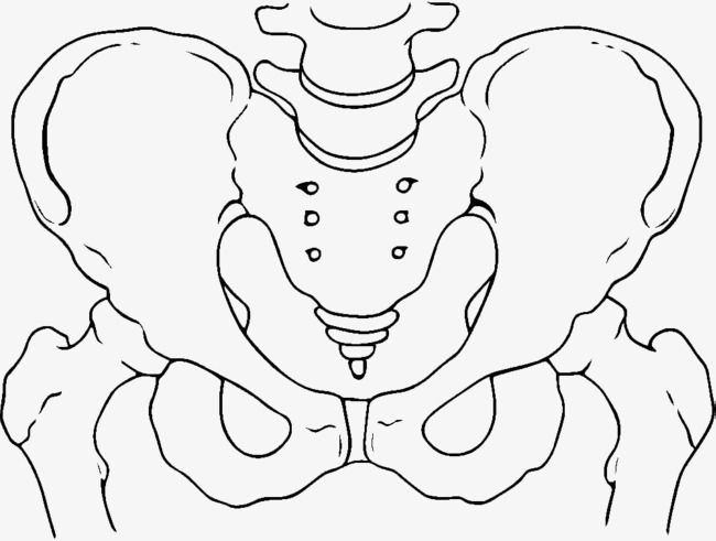 Кости таза раскраска