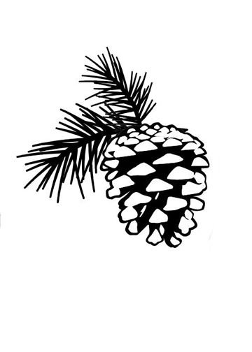 Ветка с шишками вектор