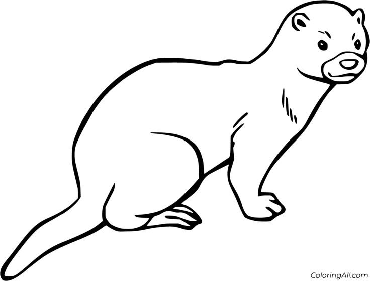 Хорек раскраска для детей