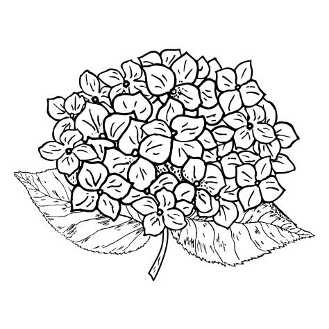 Гортензия белая куст