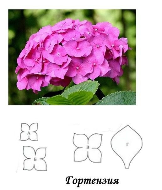 Лепесток гортензии