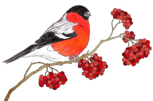 Картина Снегирь на ветке рябины для детей