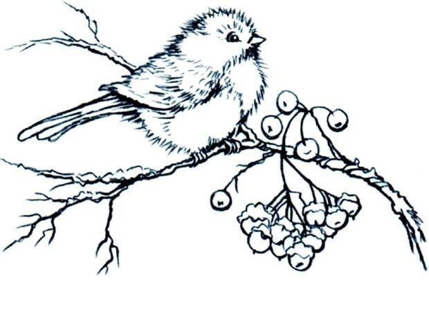 Снегирь раскраска