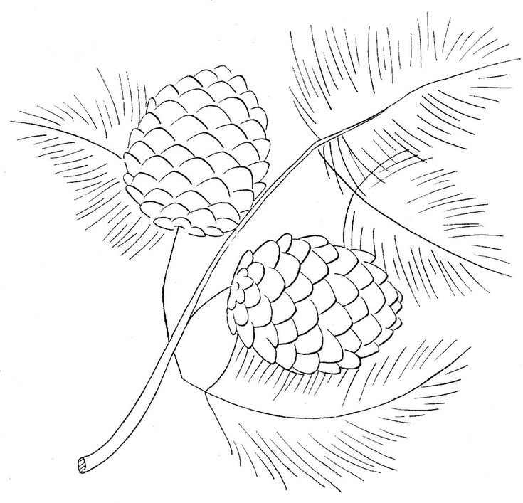 Рисунок шишки сосны