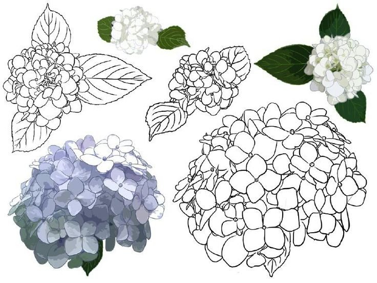 Гортензия Векторная