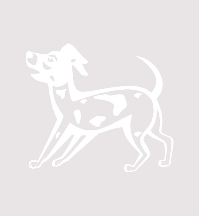 Вытынанка собака