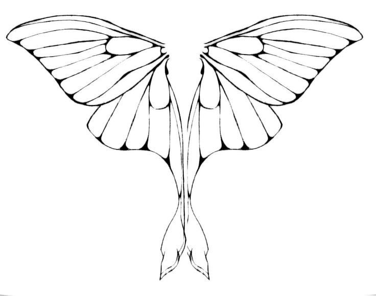 Бабочка эскиз