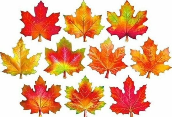 Кленовый лист