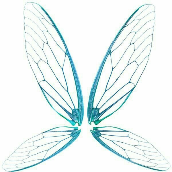 Прозрачные Крылья