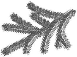 еловая ветка пушистая