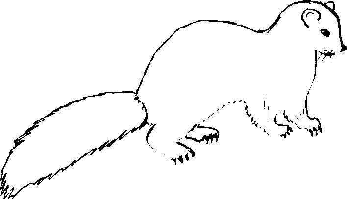 Горностай раскраска для детей