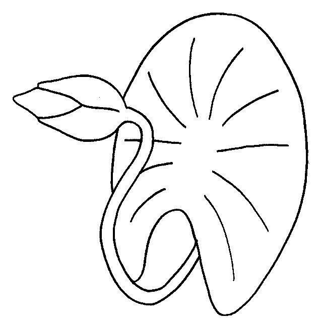 Лист кувшинки из бумаги