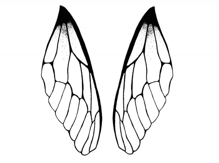 Крылья контур
