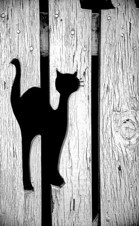 Коты на заборе