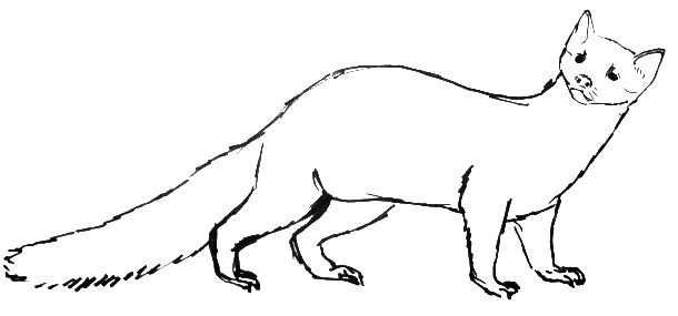 Куница контур